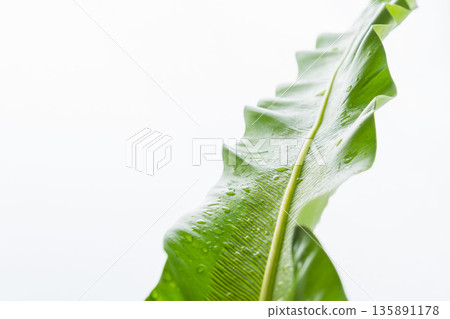 拍攝白色背景上的谷渡葉 32 拍攝白色背景上的谷渡葉 32 135891178
