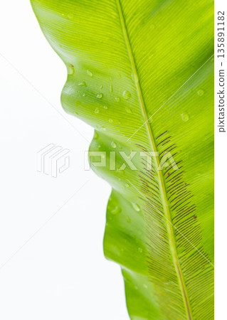 白色背景上的谷渡葉照片 36 白色背景上的谷渡葉照片 36 135891182