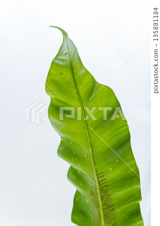 白色背景上的谷渡葉照片 38 白色背景上的谷渡葉照片 38 135891184