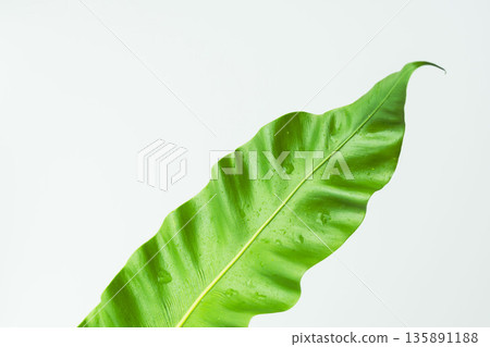 拍攝白色背景上的谷渡葉 42 拍攝白色背景上的谷渡葉 42 135891188