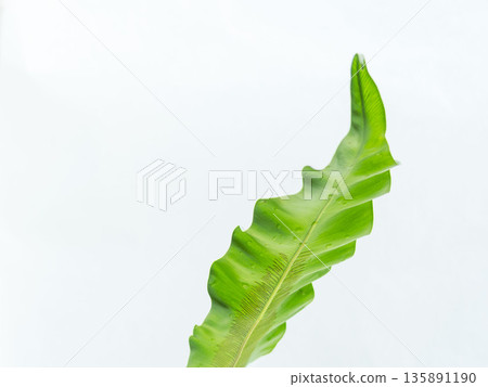 白色背景上的谷渡葉照片 44 白色背景上的谷渡葉照片 44 135891190