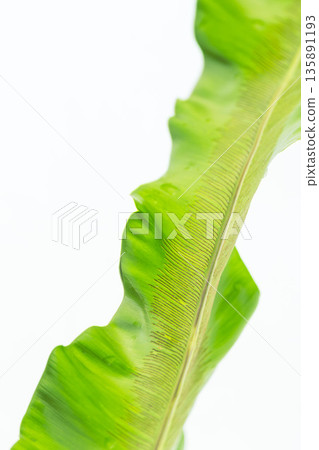 拍攝白色背景上的谷渡葉 47 拍攝白色背景上的谷渡葉 47 135891193