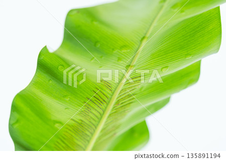 白色背景上的谷渡葉照片 48 白色背景上的谷渡葉照片 48 135891194