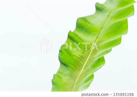 拍攝白色背景上的谷渡葉 52 拍攝白色背景上的谷渡葉 52 135891198