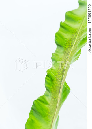 拍攝白色背景上的谷渡葉 54 拍攝白色背景上的谷渡葉 54 135891200