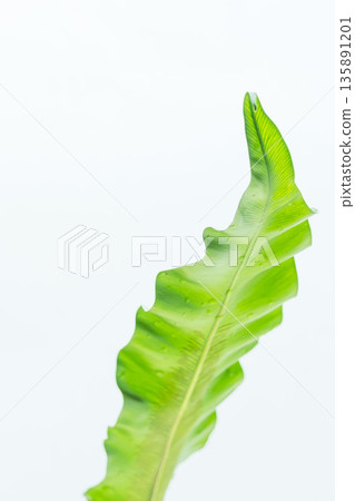 拍攝白色背景上的谷渡葉 55 拍攝白色背景上的谷渡葉 55 135891201