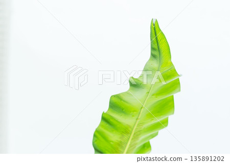 拍攝白色背景上的谷渡葉 56 拍攝白色背景上的谷渡葉 56 135891202