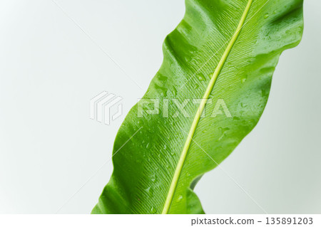 拍攝白色背景上的谷渡葉 57 拍攝白色背景上的谷渡葉 57 135891203