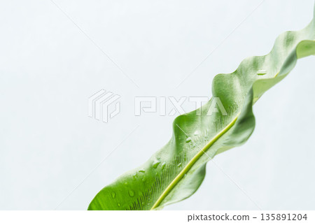 拍攝白色背景上的谷渡葉 58 拍攝白色背景上的谷渡葉 58 135891204