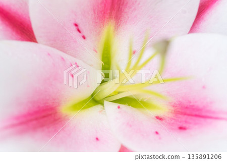 Pink lily flower macro back view 01 135891206