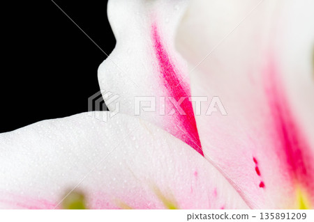 Macro back shot of pink lily petals 02 135891209