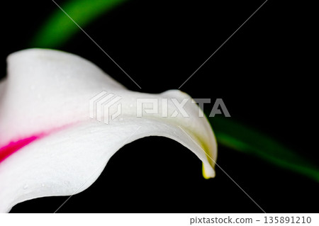 Macro back shot of pink lily petals 03 135891210