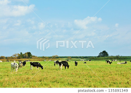 Hokkaido summer blue sky and ranch cows 135891349