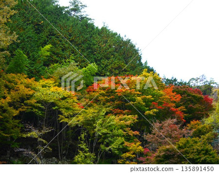 Trees that began to color Trees that began to color 135891450
