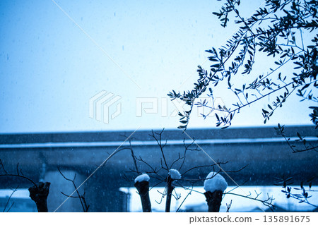 A blue winter garden where snow falls quietly A blue winter garden where snow falls quietly 135891675