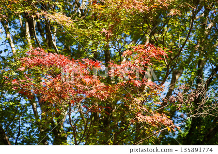 Red maple trees around Saimyoji Temple in Makio, Kyoto Red maple trees around Saimyoji Temple in Makio, Kyoto 135891774