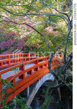Red maple trees around Saimyoji Temple in Makio, Kyoto Red maple trees around Saimyoji Temple in Makio, Kyoto 135891778