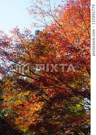 京都真木尾市西名寺周圍的紅楓樹 京都真木尾市西名寺周圍的紅楓樹 135891779