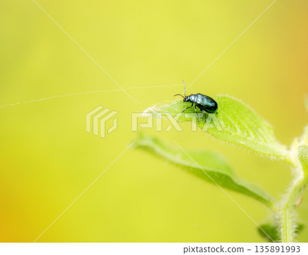 Metallic blue flea beetle 135891993