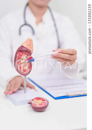 Elderly Patient consultation with doctor for Kidney disease, Urinary system and Stones, Cancer, world kidney day, Chronic kidney, Urology, Nephritis, Renal, Transplant and medical healthcare concept 135892239