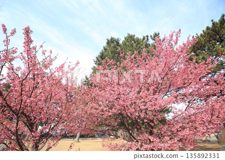 冬櫻在1月盛開，預示著春天的到來。 135892331