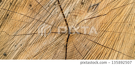 Detailed Cross Section Aged Natural Tree Trunk Rings Show Growth and Cracks Pattern Detailed Cross Section Aged Natural Tree Trunk Rings Show Growth and Cracks Pattern 135892507