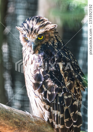 Majestic Owl Perched on Branch A Captivating Wildlife Portrait for Nature Enthusiasts 135892592