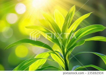 Sunlight filtering through lush green leaves in a vibrant garden 135892934