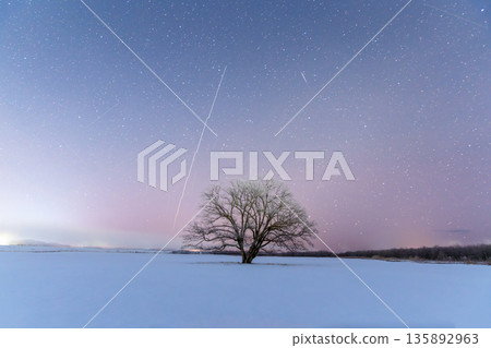Starry sky and Japanese elm tree before dawn Starry sky and Japanese elm tree before dawn 135892963