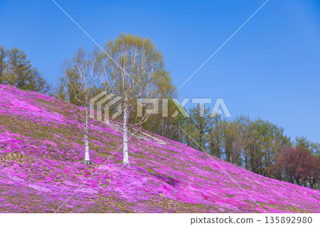 2025年東茂琴苔蘚福祿考02 135892980