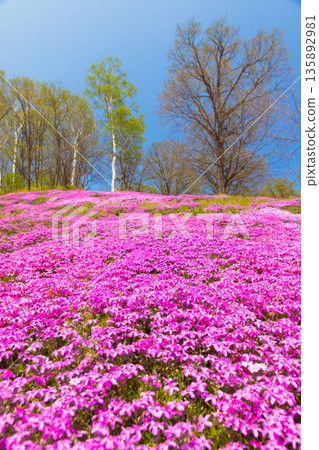 2025年東茂琴苔蘚福祿考03 135892981