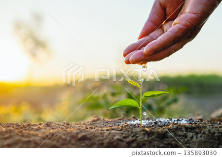 hand is watering a small plant in the dirt hand is watering a small plant in the dirt 135893030