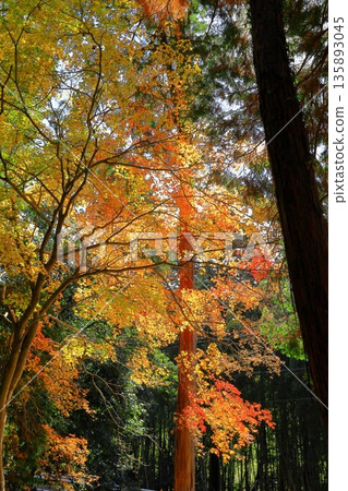 秋葉樹 135893045