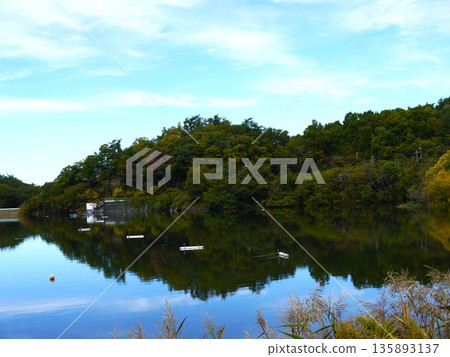 Forest on the lake 135893137