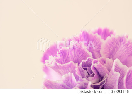Close-up of purple carnation flowers against a beige background 01 135893156