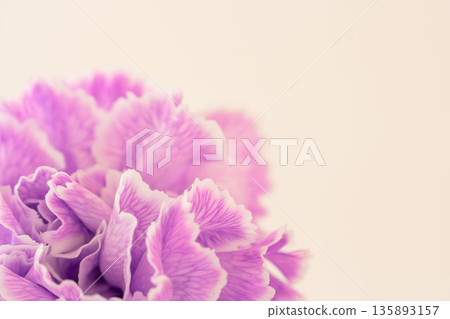 Close-up of purple carnation flowers against a beige background 02 135893157
