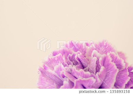 Close-up of purple carnation flowers against a beige background 03 135893158