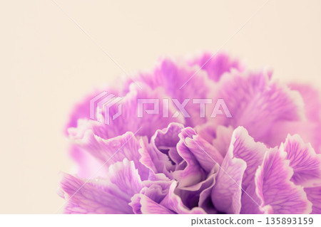 紫色康乃馨花朵特寫，背景為米色 04 135893159