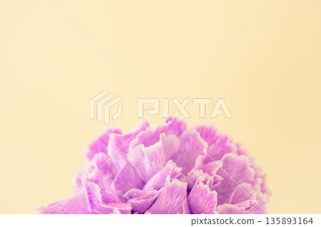 Macro photography of purple carnation flowers on a yellow background 05 135893164