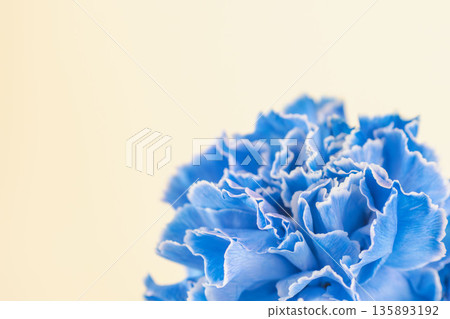 Macro photography of blue carnation flowers on a yellow background 01 135893192