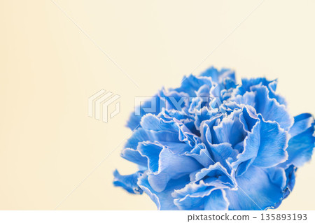Macro photography of blue carnation flowers on a yellow background 02 135893193
