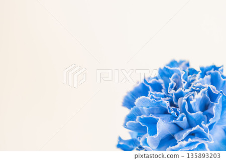 Close-up of blue carnation flowers on a white background 09 Close-up of blue carnation flowers on a white background 09 135893203