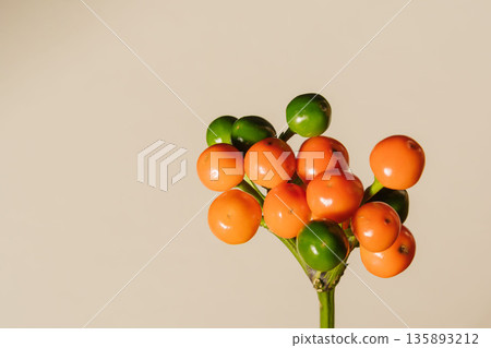 Conical orange fruit shining in the setting sun05 Conical orange fruit shining in the setting sun05 135893212