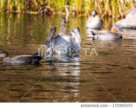 A gadwall flapping its wings 135893291