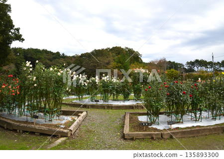 Yuyu Land Hanawa Dahlia Garden #2 Yuyu Land Hanawa Dahlia Garden #2 135893300
