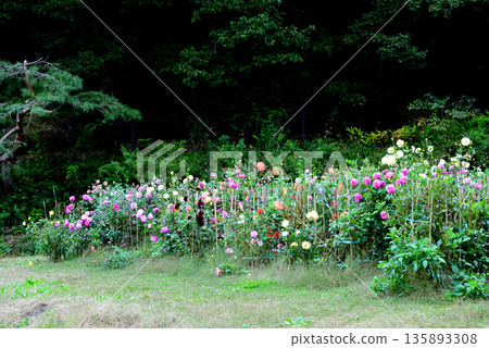 悠遊樂園花輪大麗花花園 #10 135893308
