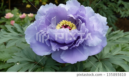 A beautiful lavender peony blooms vibrantly with yellow stamen amidst lush green foliage outdoors A beautiful lavender peony blooms vibrantly with yellow stamen amidst lush green foliage outdoors 135893810