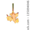 Fresh galangal isolated on white background. 135894046