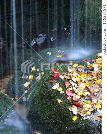 A spring waterfall pours onto the autumn leaves piled up in the mossy valley. 135894571