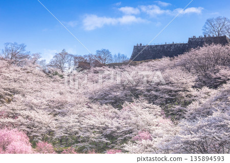 Cherry blossoms in full bloom on the castle's stone walls - Kasumigajo Cherry blossoms in full bloom on the castle's stone walls - Kasumigajo 135894593